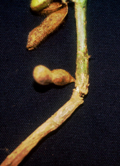 Sometimes a preemergence application of dinitroaniline herbicides can cause callus tissue to form on the plant stem near the soil surface. This can result in a brittle stem and plant lodging. 