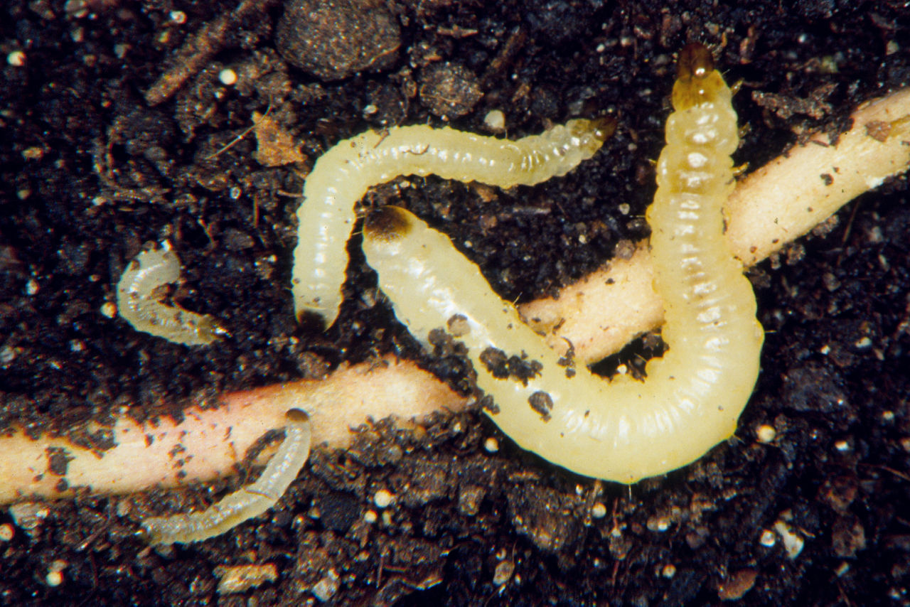 Corn rootworm larvae