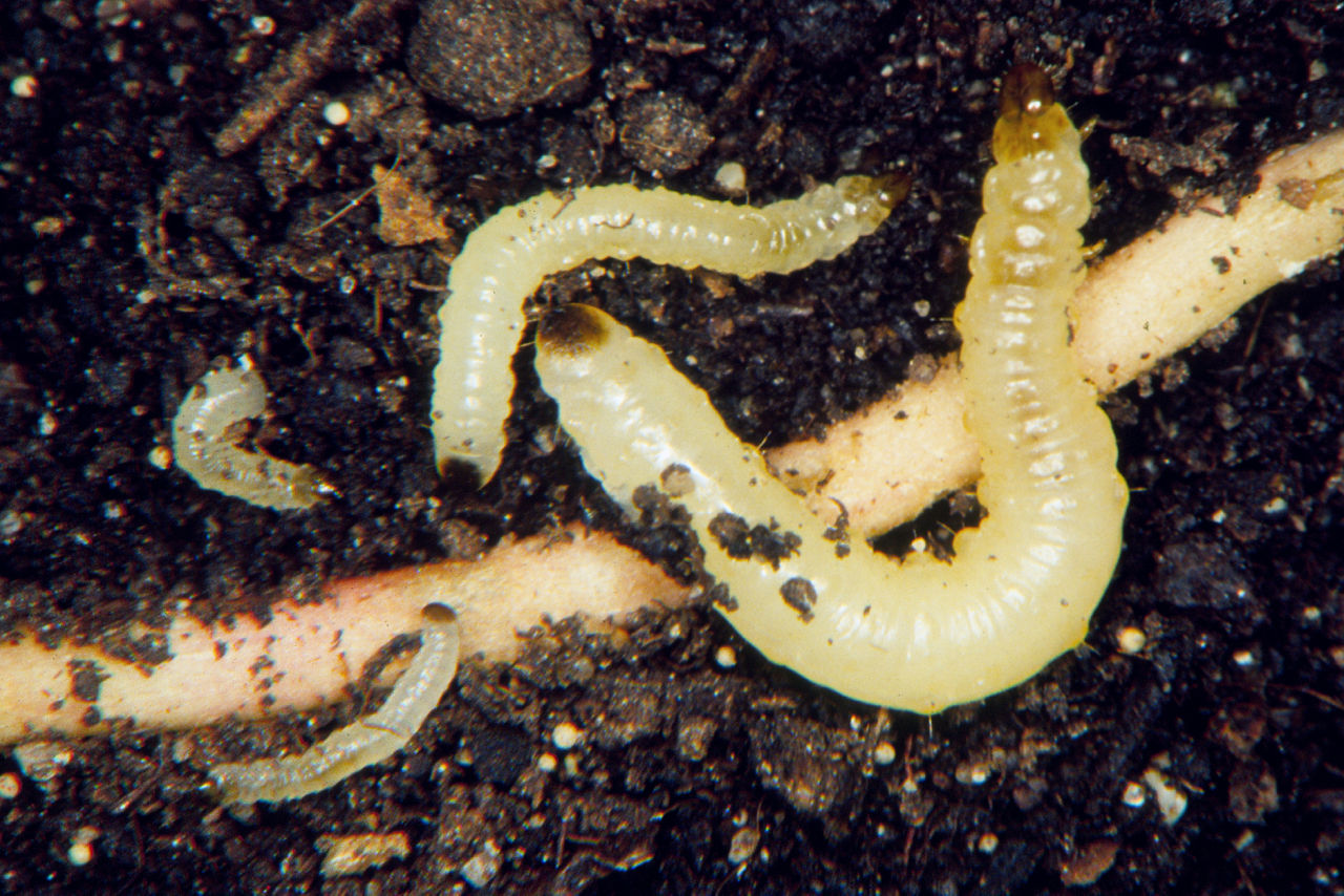 Corn rootworm larvae. Note the brown head capsule and brown anal plate. 