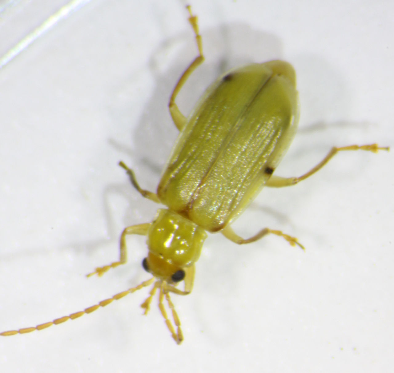 Northern Corn Rootworm - Adult 1