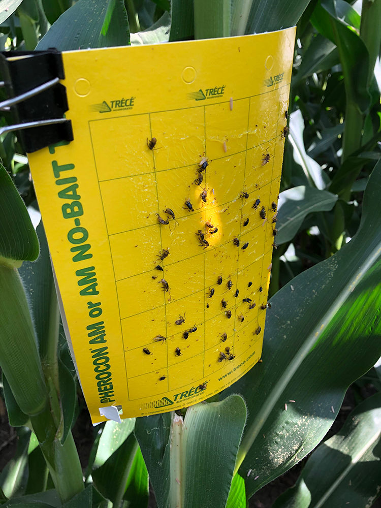 Sticky trap used to sample corn rootworm adults