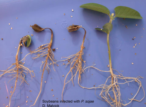Phythophthora soybean seedling disease.
