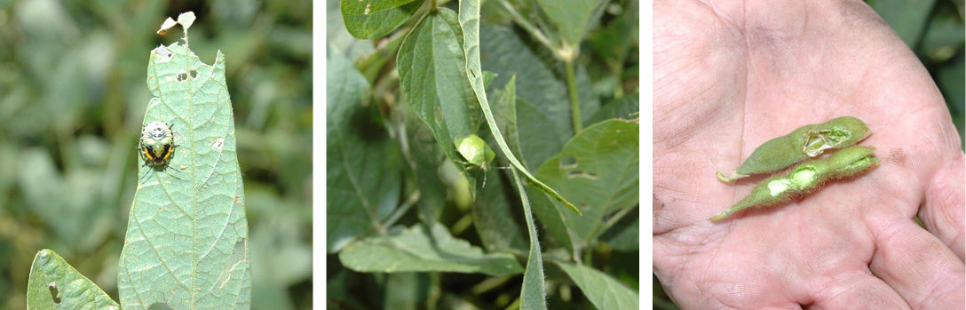 Figure 9. Green stink bug nymph (left), adult (middle), and pod damage (right) to soybean.