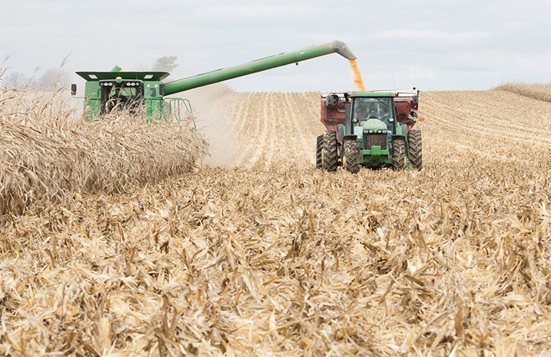 Combine harvesting and unloading corn into grain wagon.