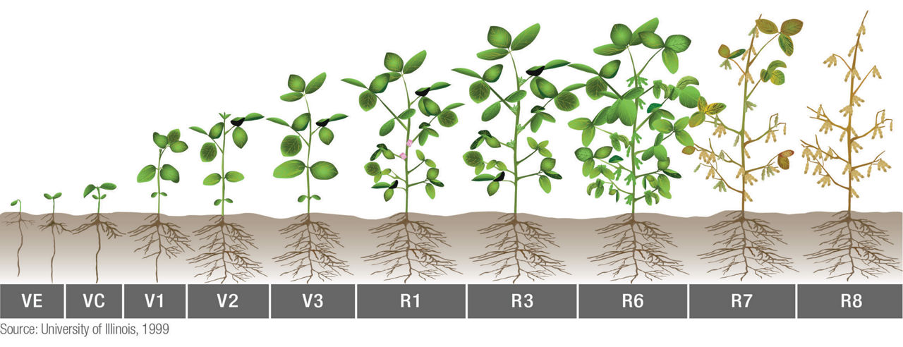 Soybean growth stages