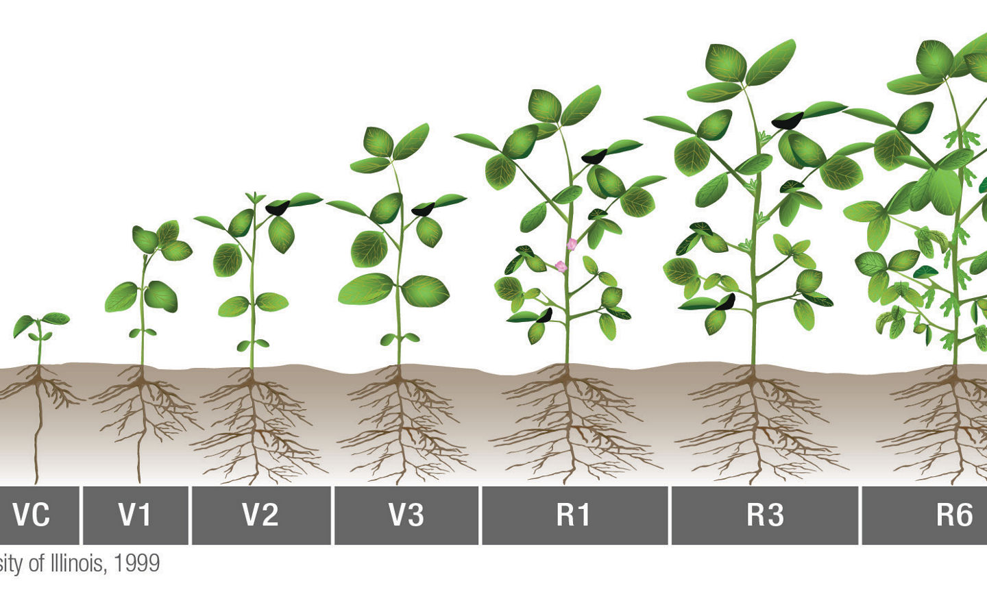Soybean Growth and Development