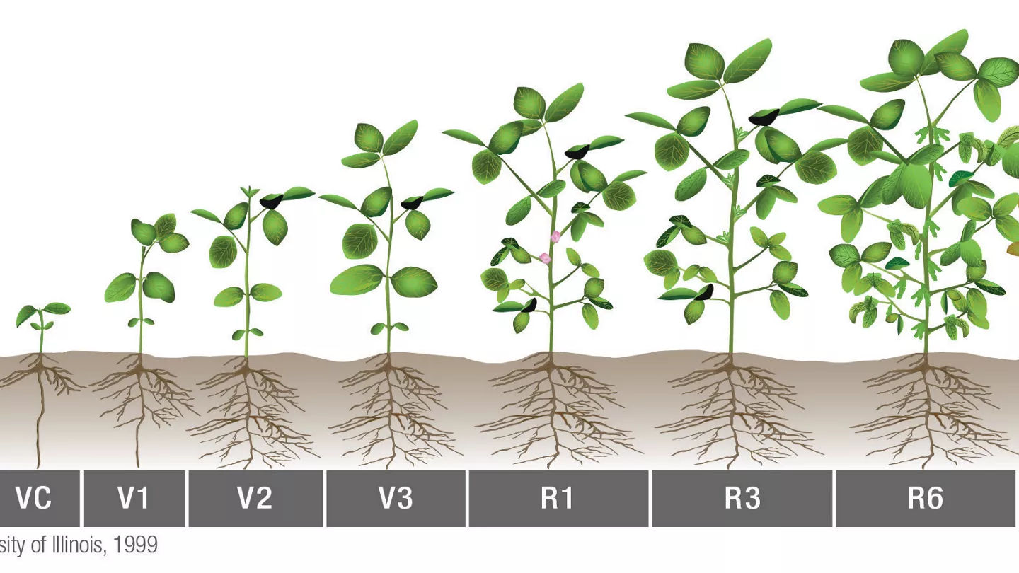 Soybean Growth and Development