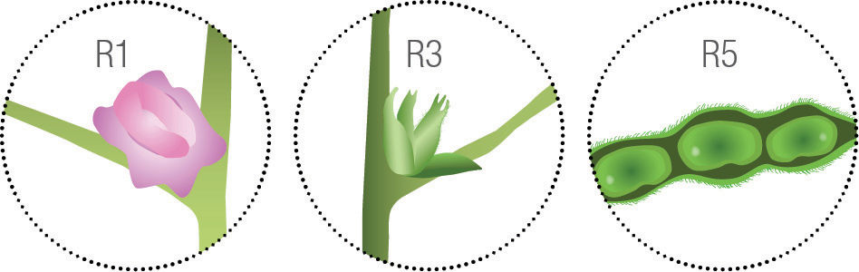 Soybean R1, R3, and R5 reproductive stages.