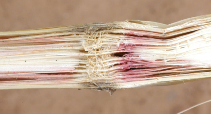 Gibberella-infected corn stalk pith