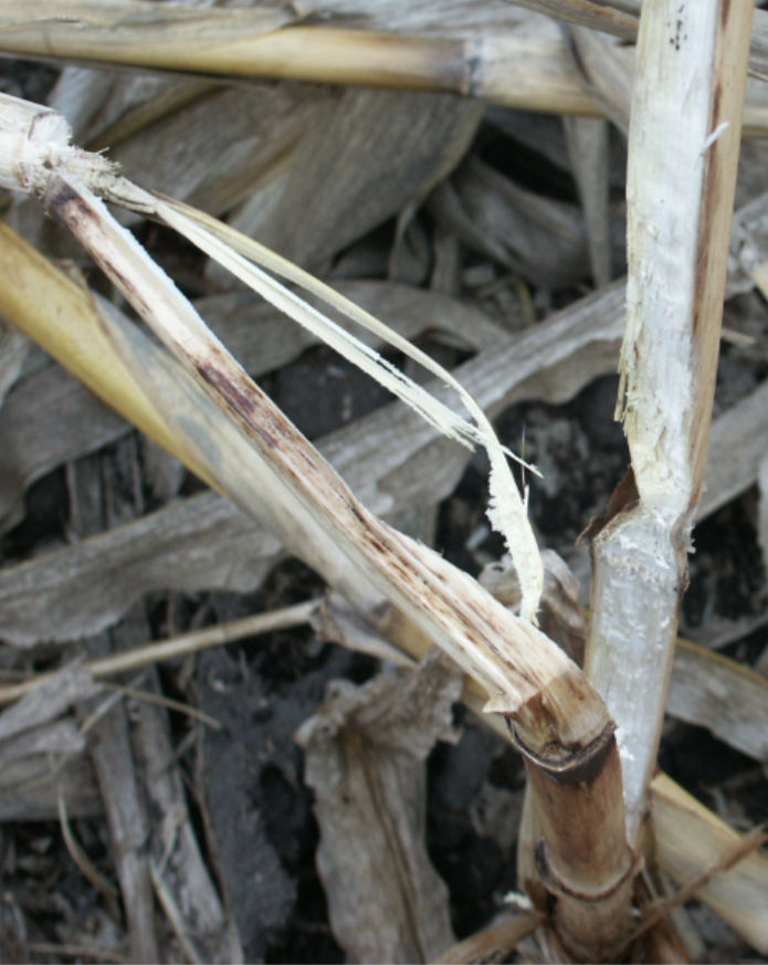 Characteristic symptomology for physiological stalk lodging, including pinched stalk and white pith.