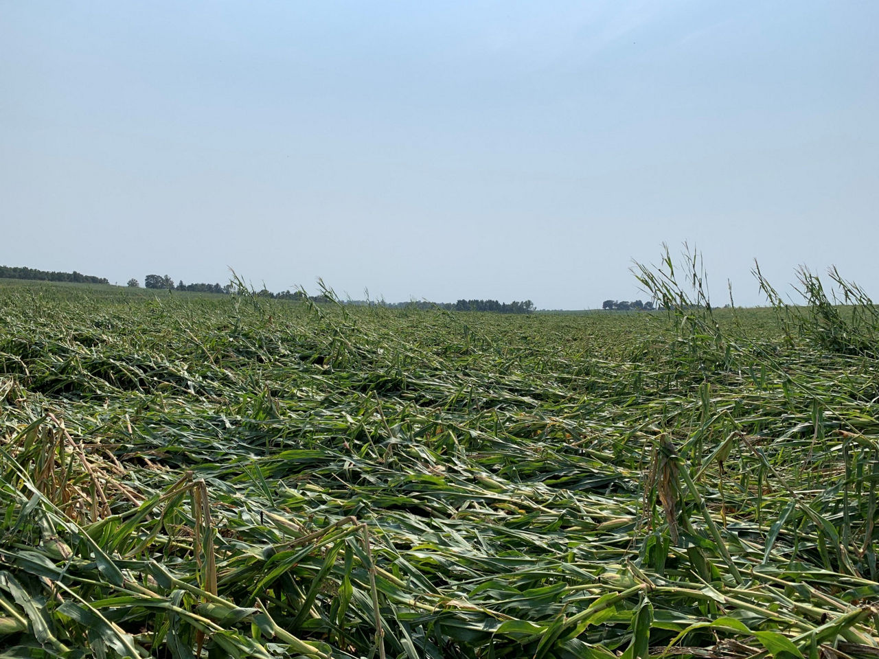 Down corn after wind event.