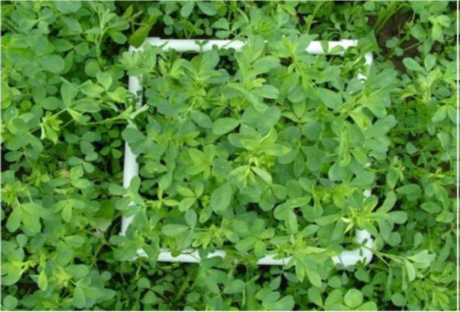 Alfalfa stem count method.