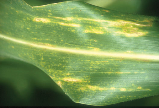Anthracnose leaf blight, close.