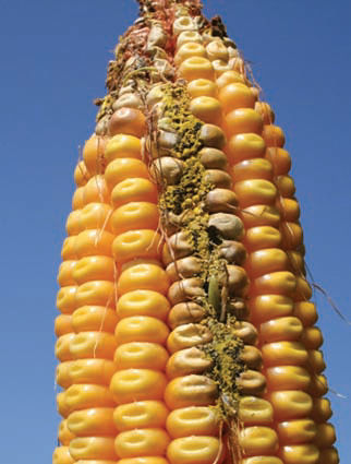 Aspergillus-infected corn ear.