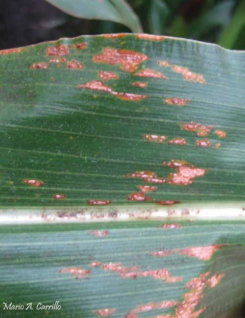 Figure 5. Common rust lesion with pustules appearing as spots within the lesion.