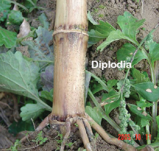 Diplodia stalk rot of corn.