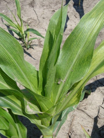 Maize dwarf mosaic virus of corn.