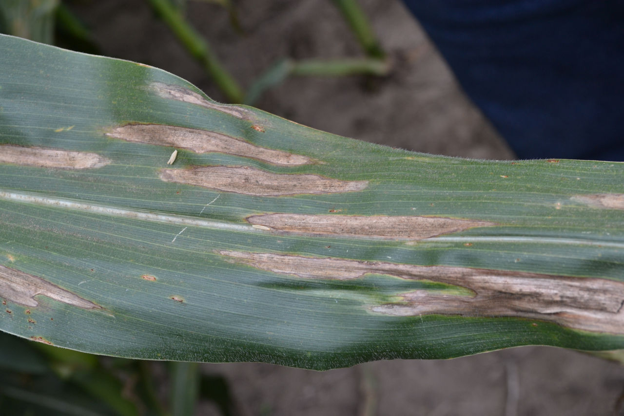 Northern corn leaf blight (NCLB).