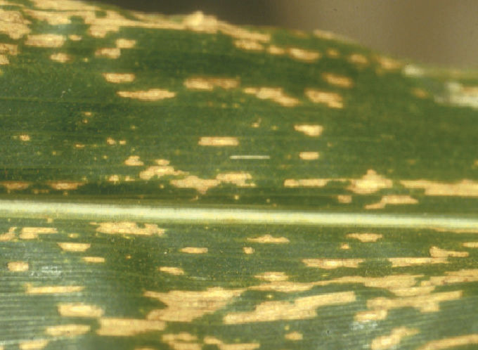Southern corn leaf blight.
