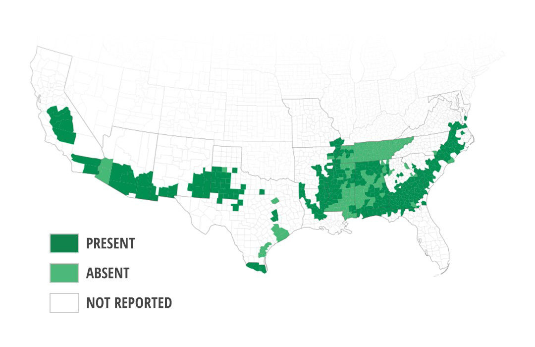 U.S. counties in which the presence or absence of lance nematodes has been verified in cotton plots. 