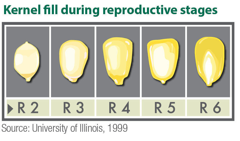 Corn kernel fill during reproductive stages