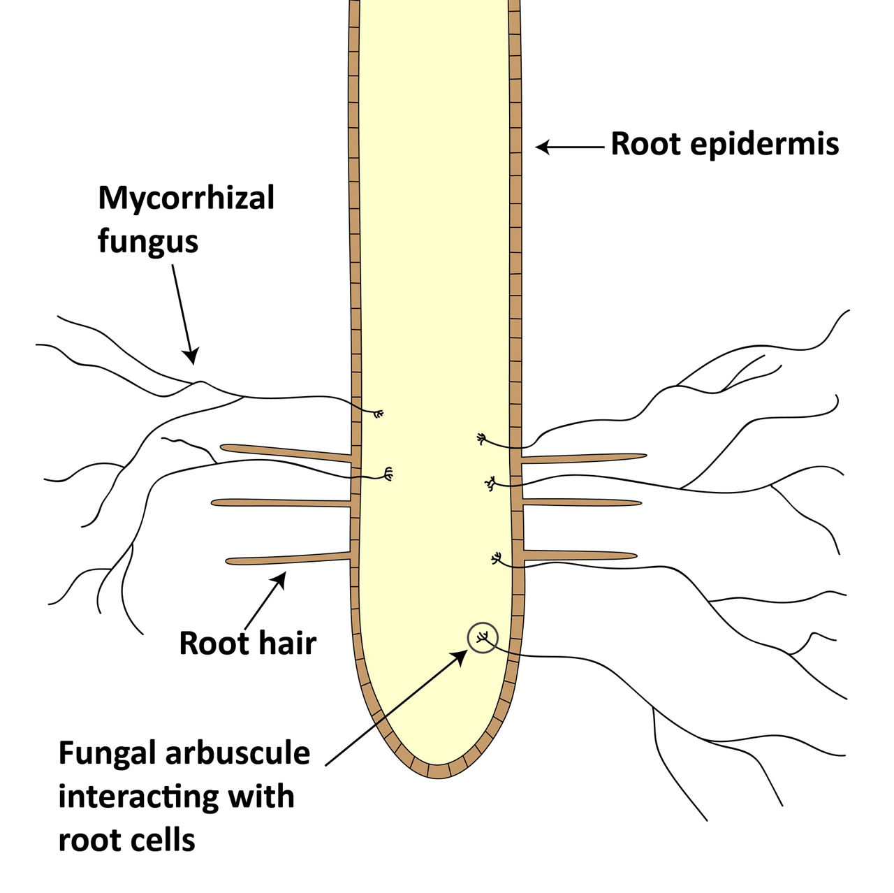 Graphic of a plant root with mycorrhizae fungus hyphae.