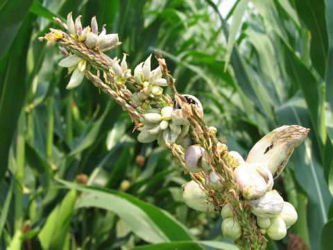 Figure 21. Common smut on tassel ear. 