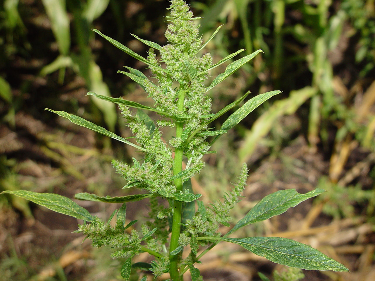 Common waterhemp inflorescence