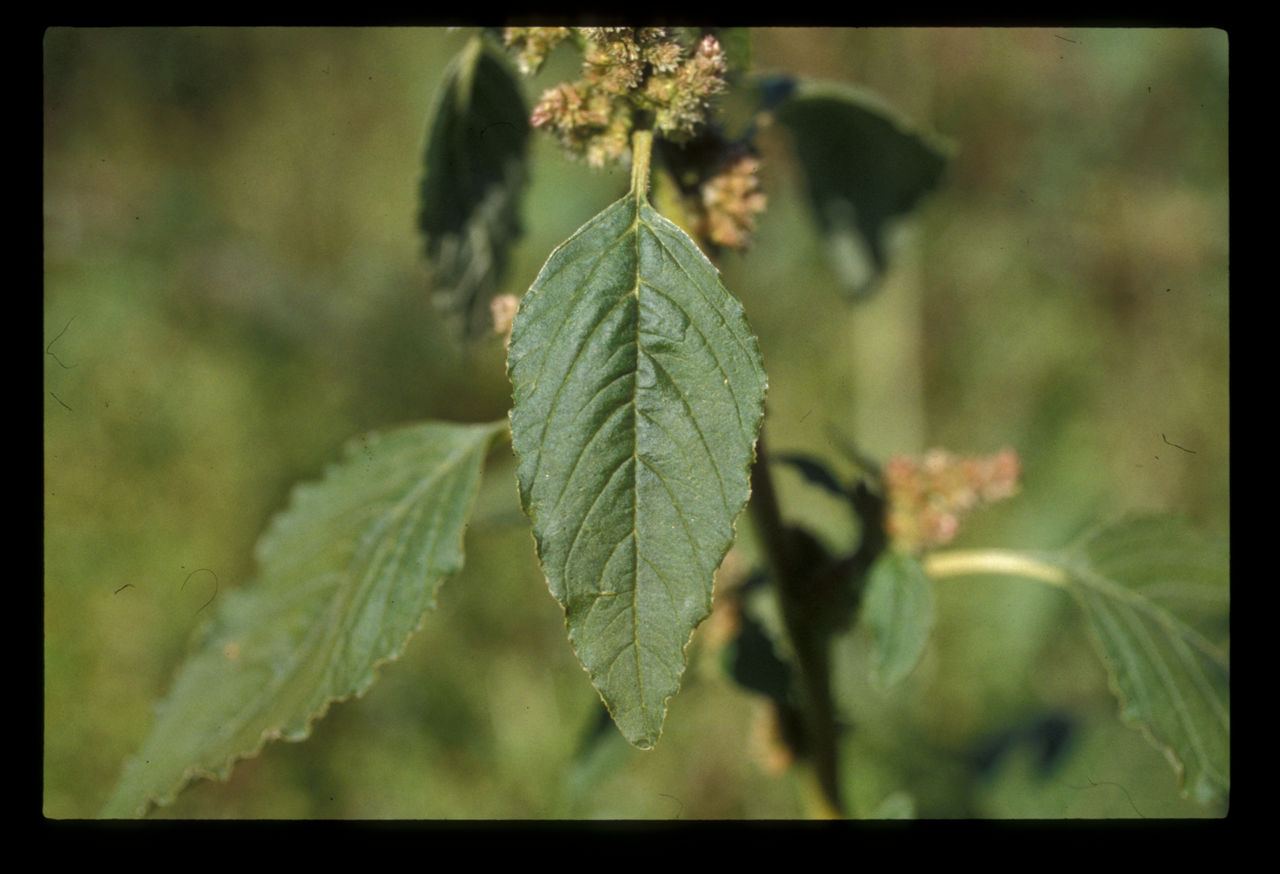 Redroot pigweed. Photo courtesy of Stephen Gower. 