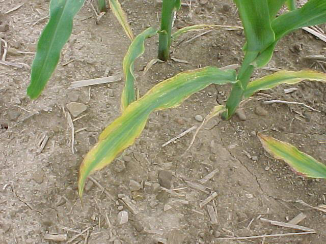Potassium deficiency symptoms in corn on outer leaf margins, appearing on older leaves first.