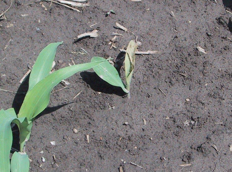 Corn plant showing “deadheart” injury by wireworm