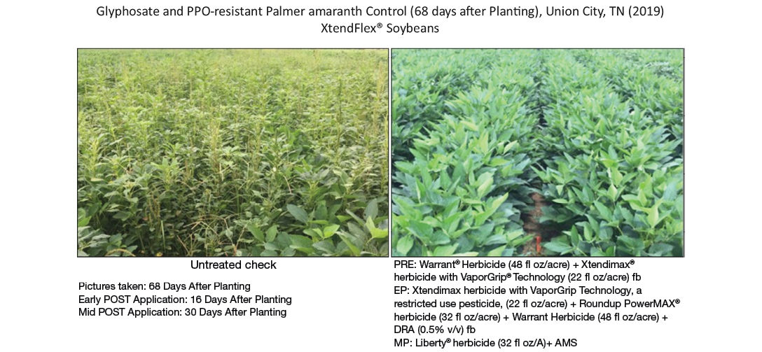 Figure 6. Demonstrated control (68 days after planting) of glyphosate- and PPO-resistant Palmer amaranth at Union City, TN in 2019. 
