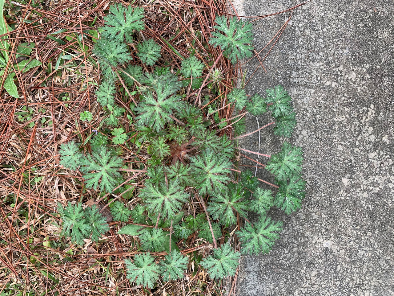 Wild geranium