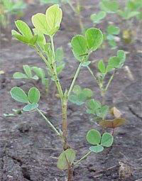 Stunting and yellowing caused by Aphanomyces Root Rot