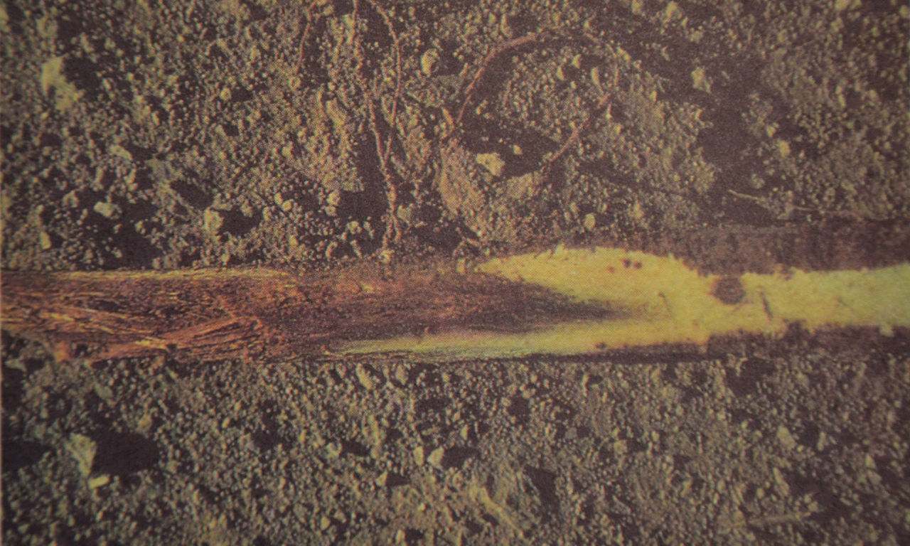 Interior taproot rot caused by Phytophthora Root Rot