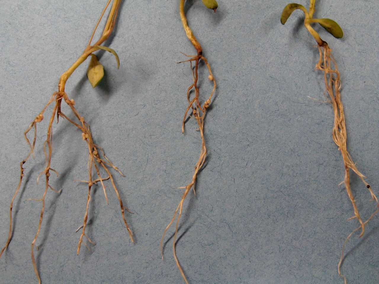 Comparison of healthy (left) and Pythium infected alfalfa roots center and right.