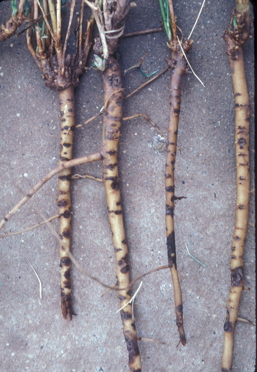 Alfalfa roots showing cankers caused by Rhizoctonia Root Rot.