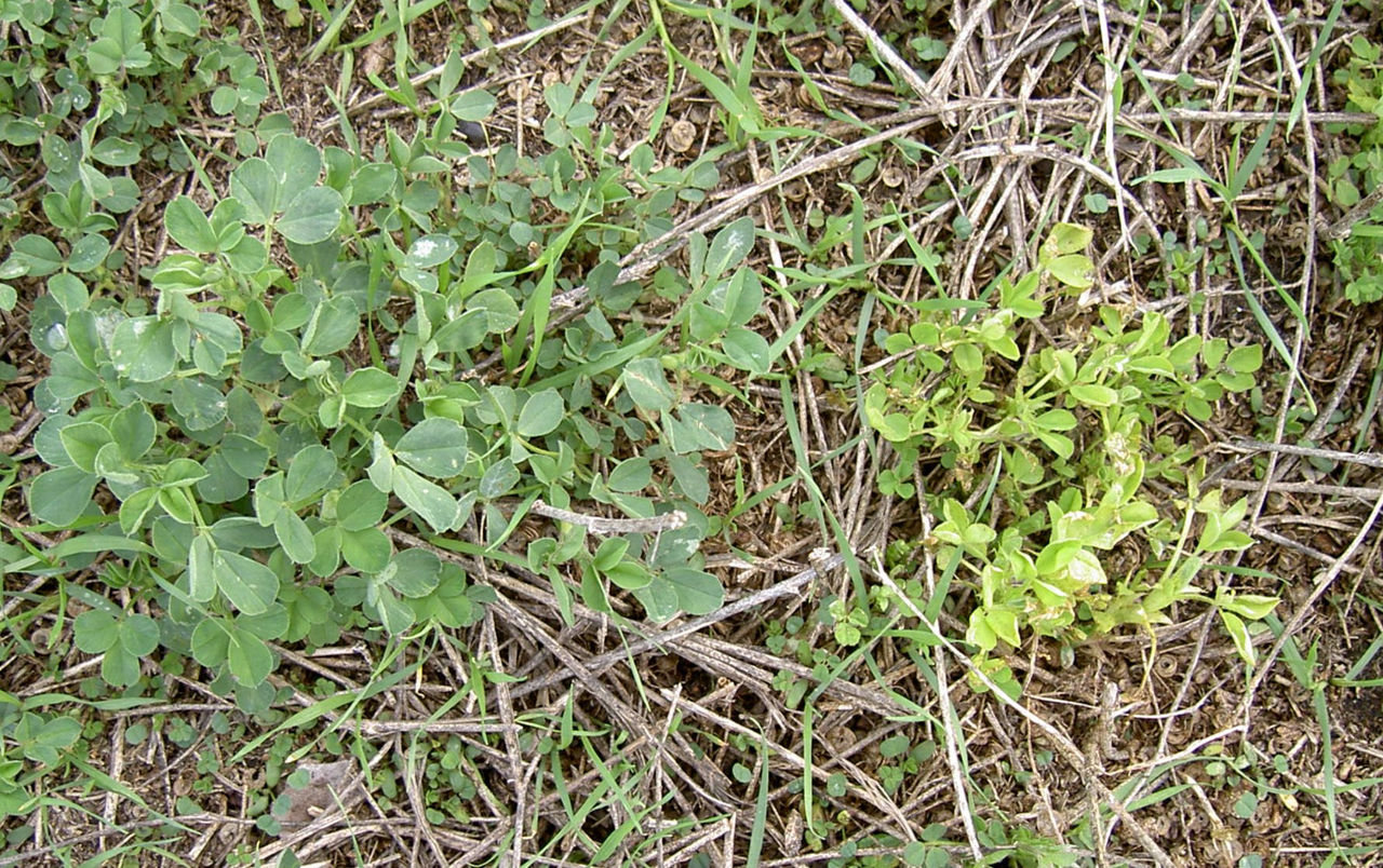 Bacterial Wilt infected plant (right). 