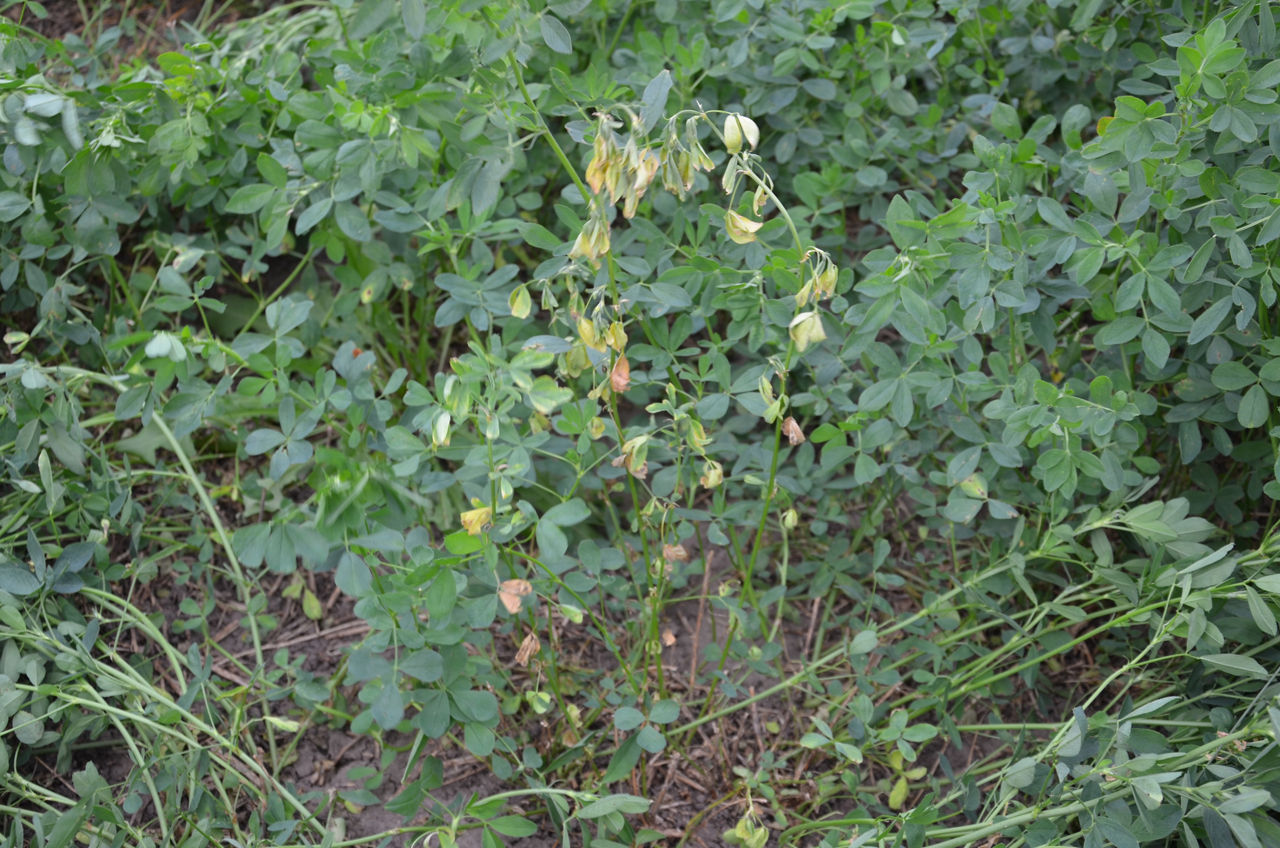  Characteristic straw-colored to pearly white dead shoots with drooping stem (shepherd’s crook) and leaf death caused by Anthracnose.