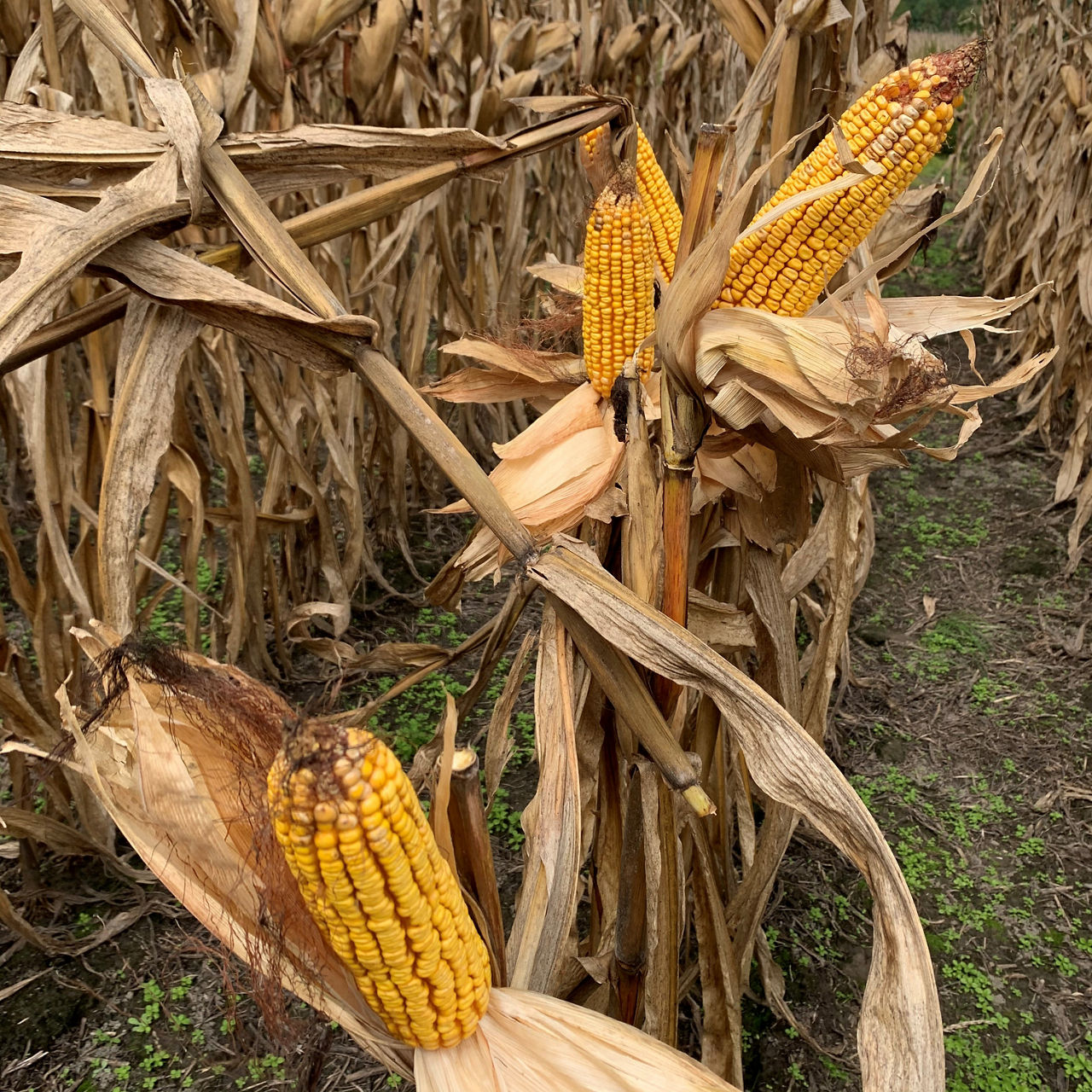 Corn on stalk at harvest