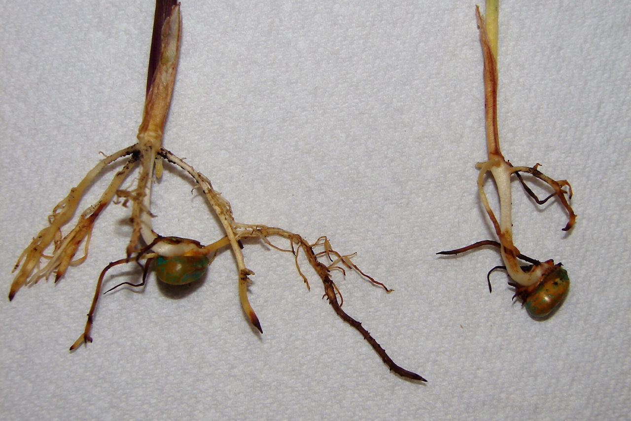Figure 4. Fertilizer root burn. 
