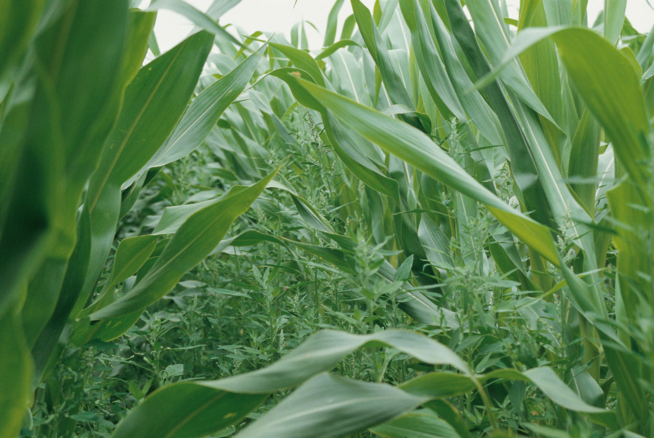 Weeds in cornfield. 