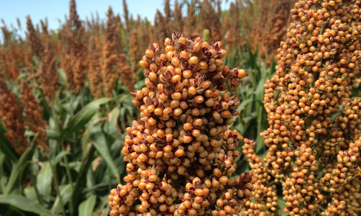 Sorghum Growth Stages