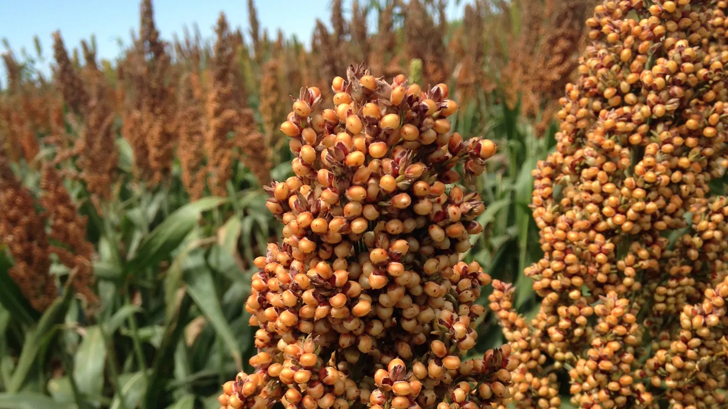 Sorghum Growth Stages