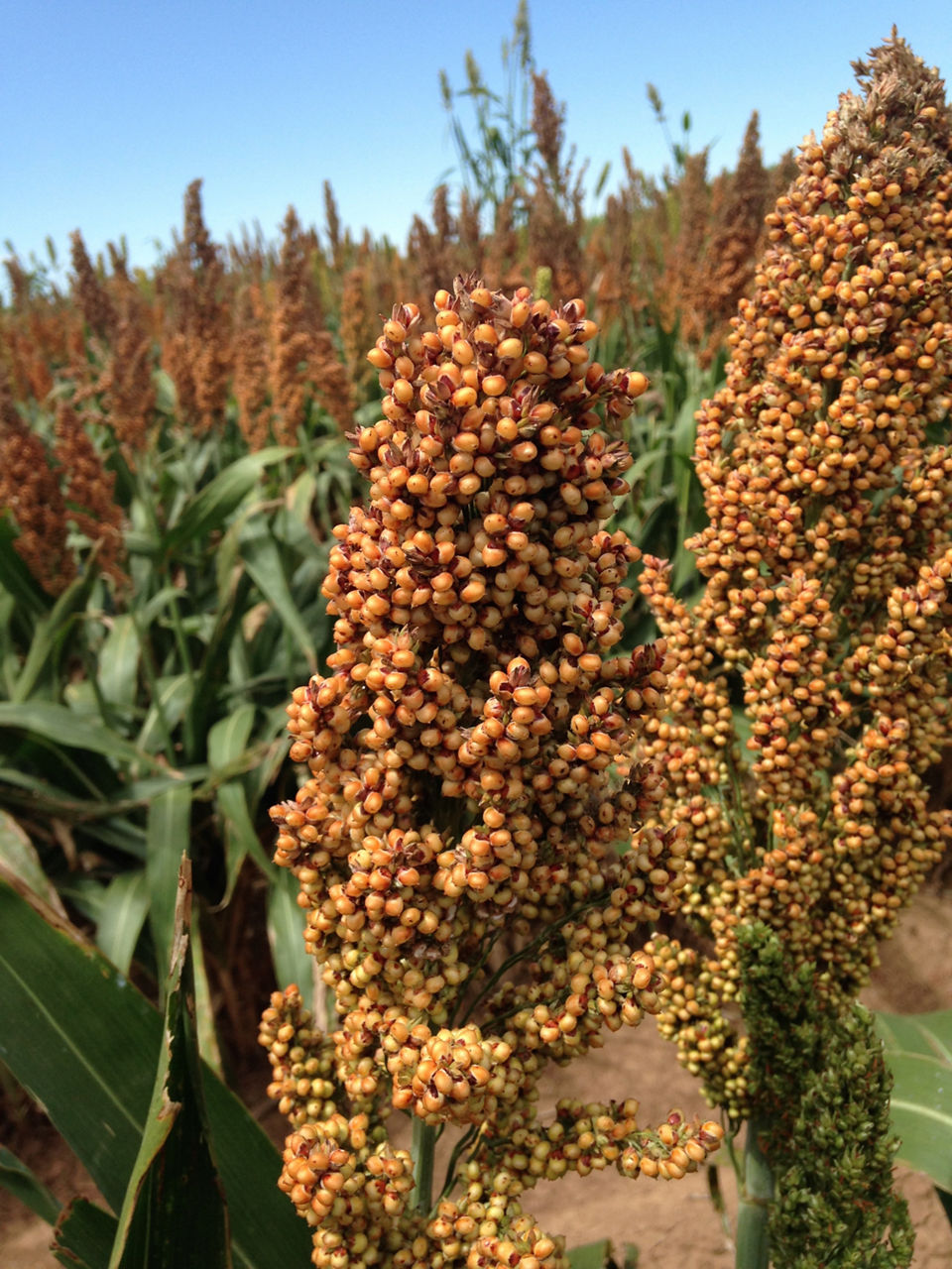Figure 5. Bronze colored grain sorghum head in in hard dough growth stage. Photo courtesy of the United Sorghum Checkoff Program, Growth and Development 