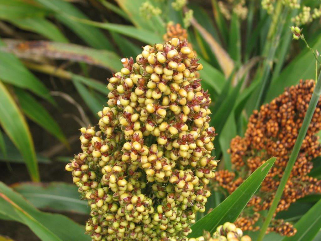 Sorghum soft dough seed head