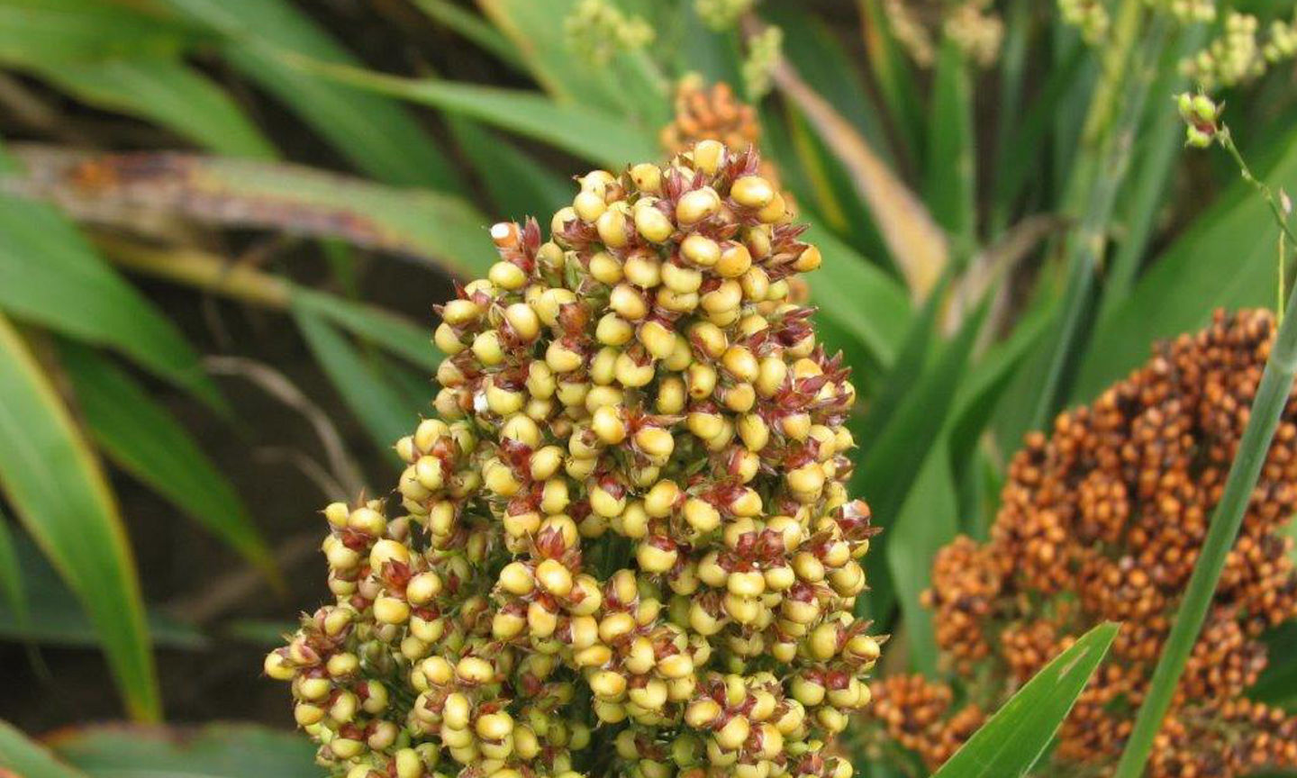 Irrigation Scheduling For Grain Sorghum