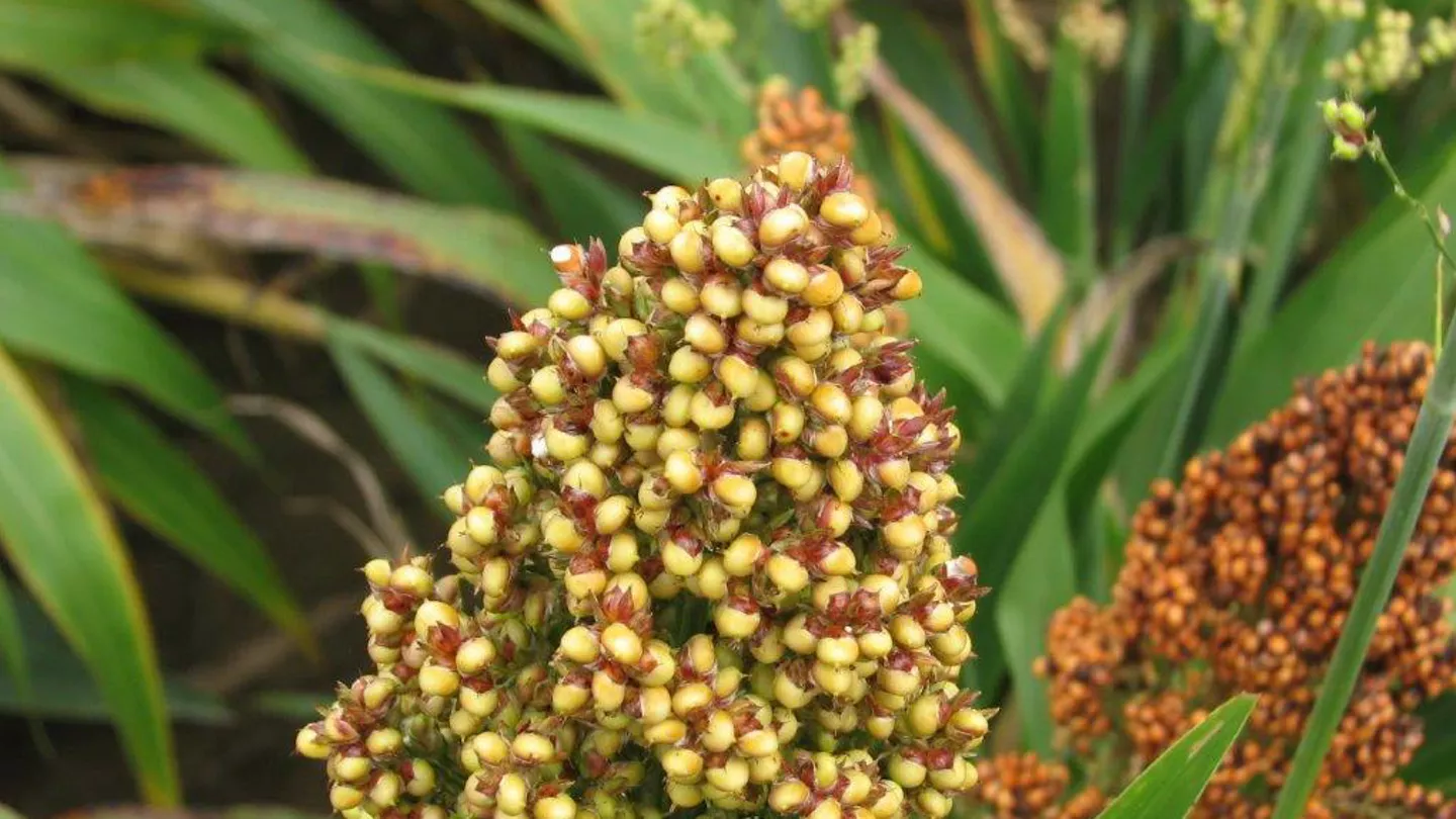 Irrigation Scheduling For Grain Sorghum