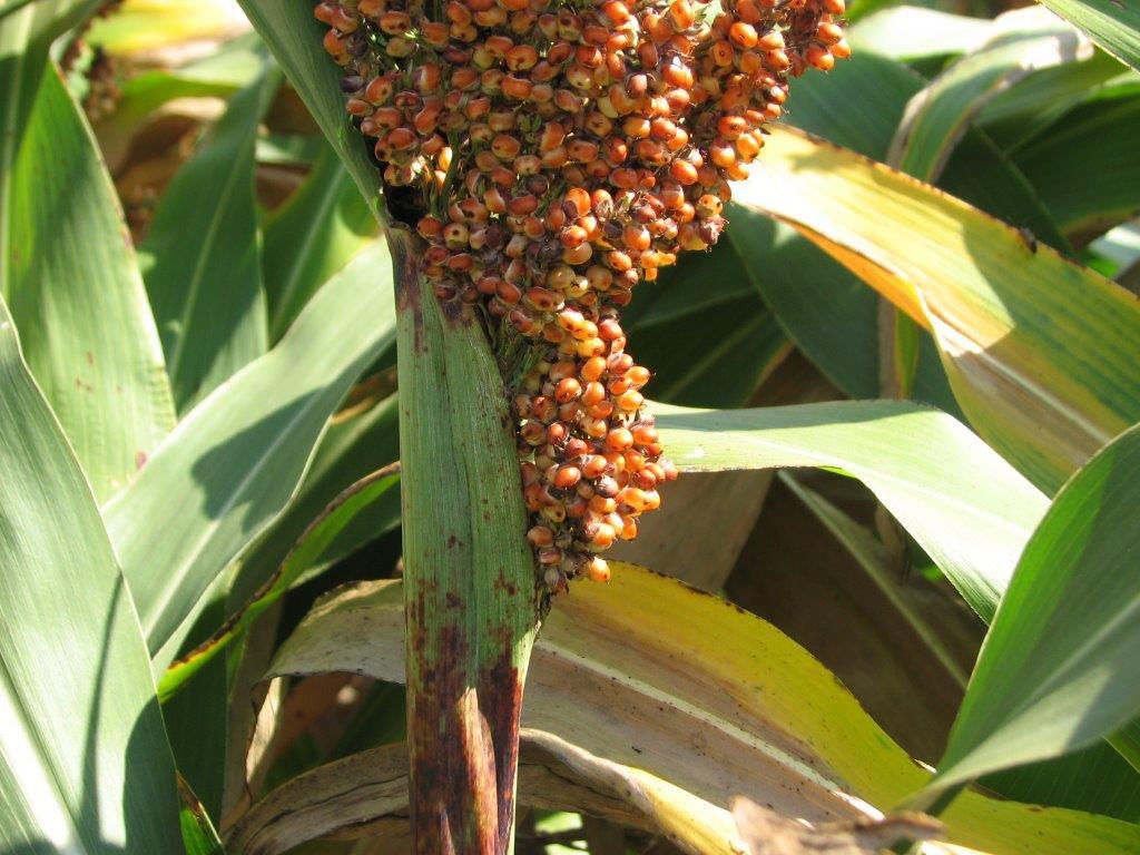 Sorghum poor exertion seedhead image.