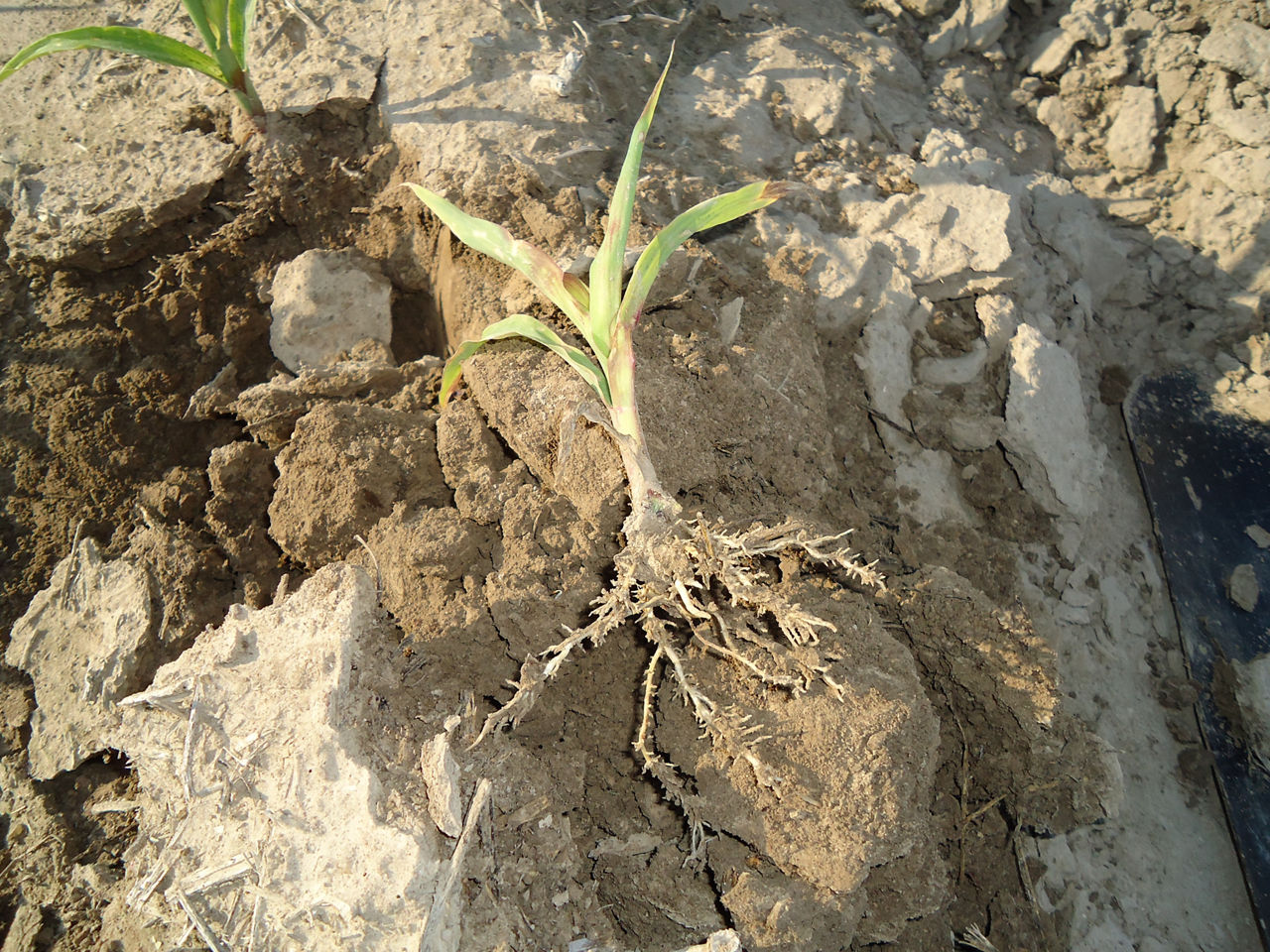 Figure 8. Restricted corn root development can cause a small corn plant to have a nutrient deficient look 
